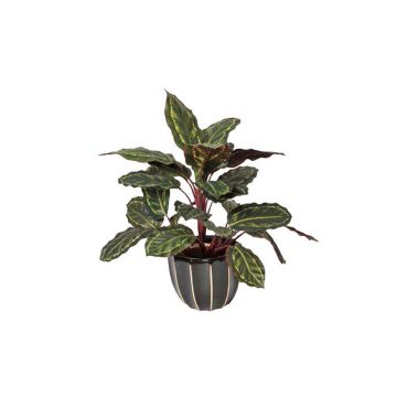 Kunstpflanzen Calathea Cebra 50cm