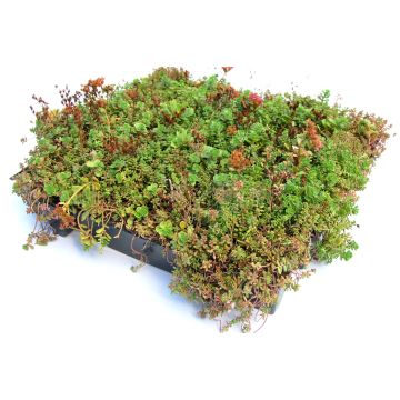 Dachbegrünung Gründach Sedum Klick System 45x50cm