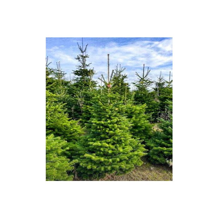 Kerstboom Nordmann gezaagd 1.75m - 2.00m